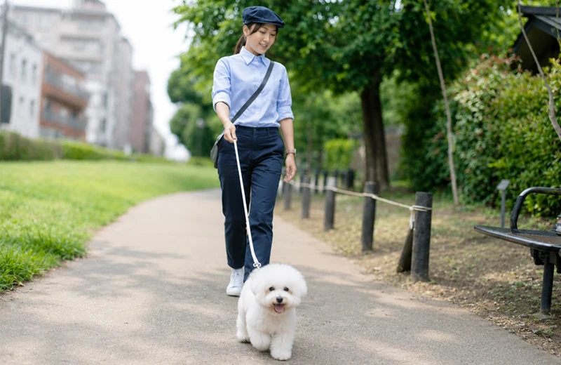 スタッフが愛犬を一頭ずつ散歩する様子
